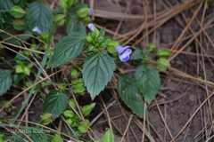 Torenia violacea
